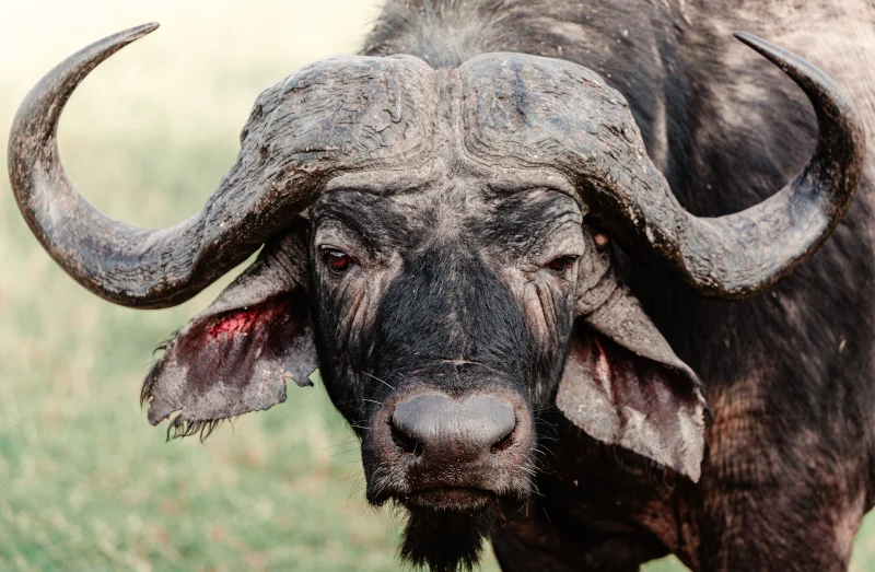 Buffalo Safari