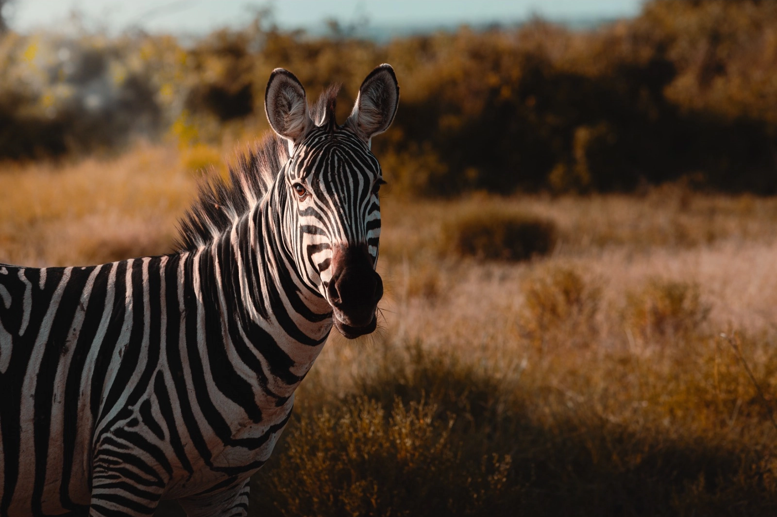 Zebra in Botswana